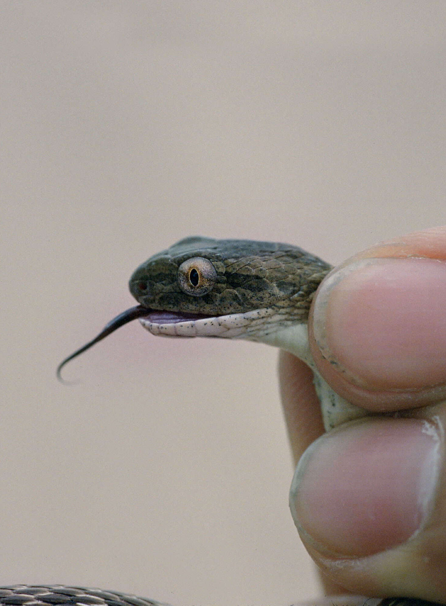 Слика од Thamnodynastes hypoconia (Cope 1860)