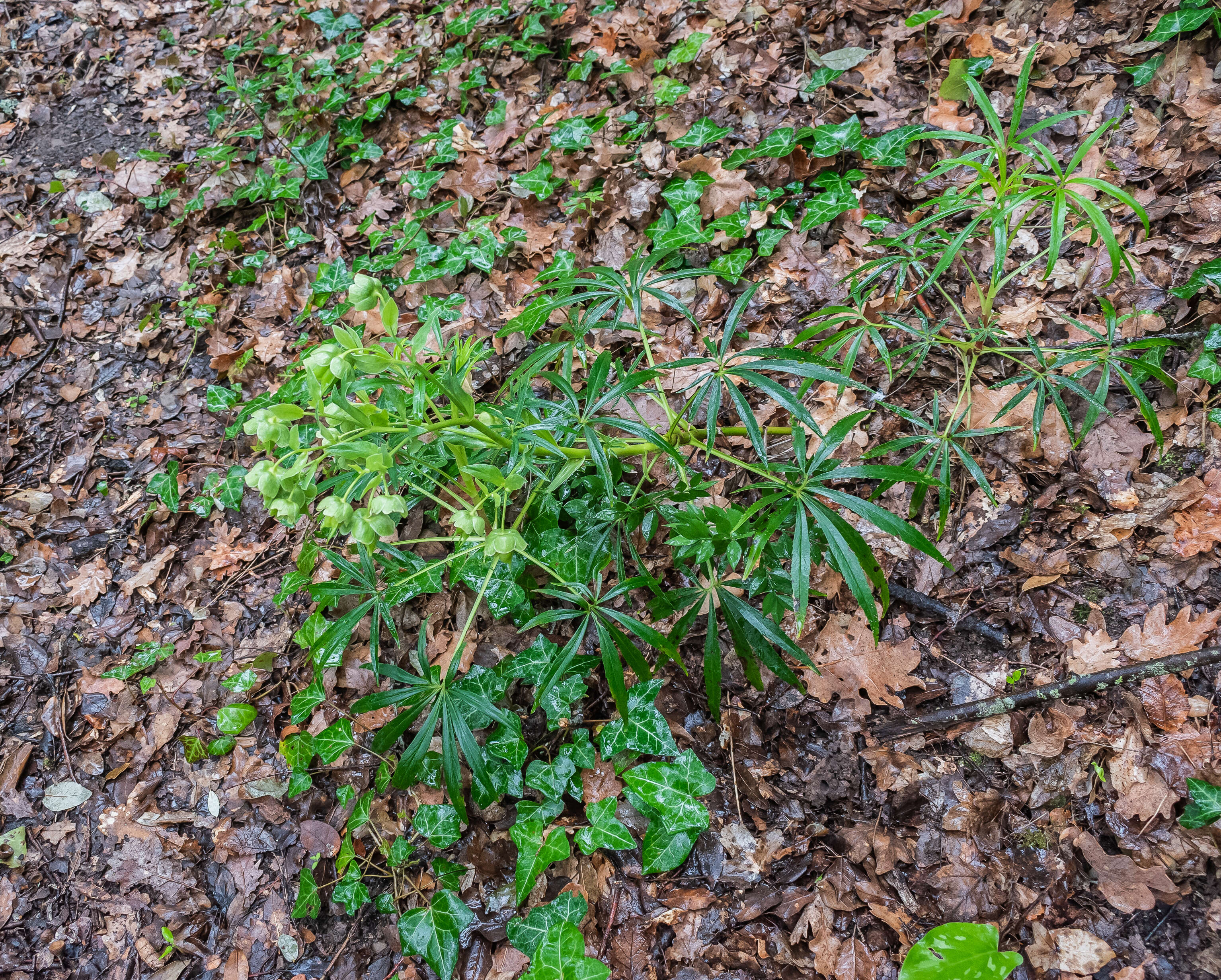 Image of Stinking Hellebore