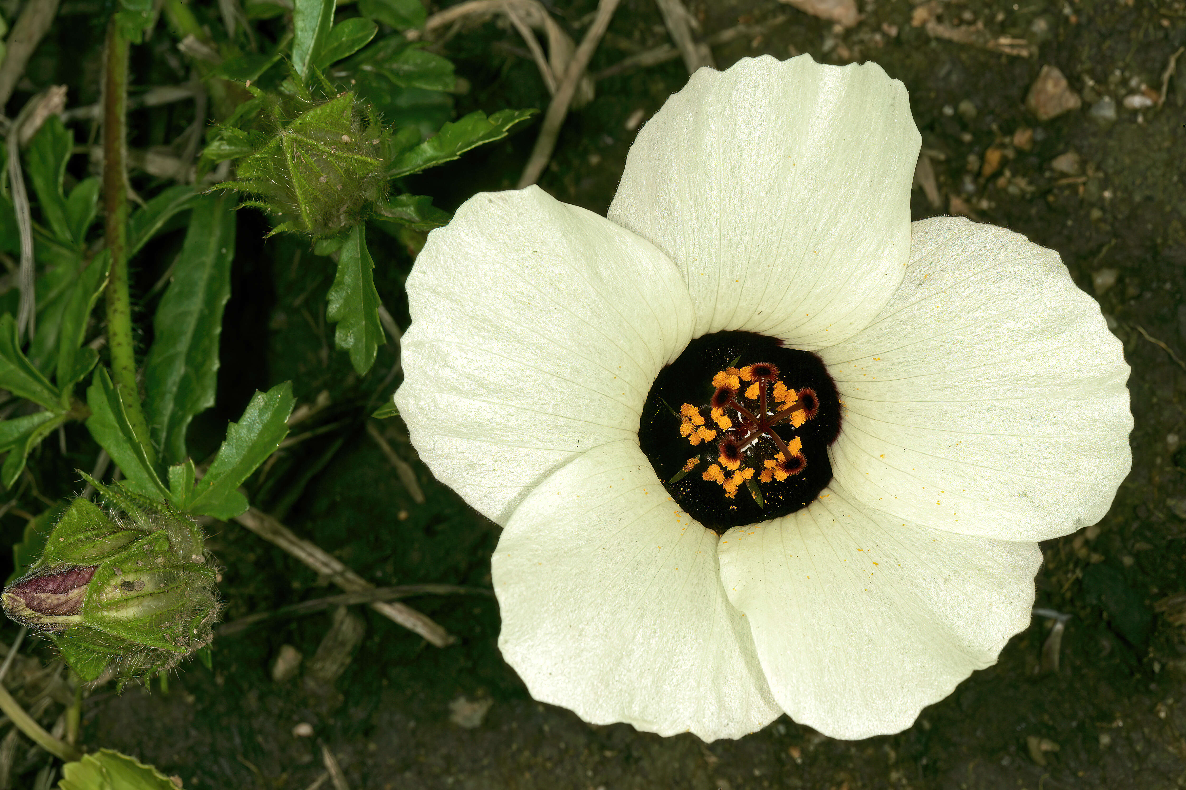 Image of flower of an hour