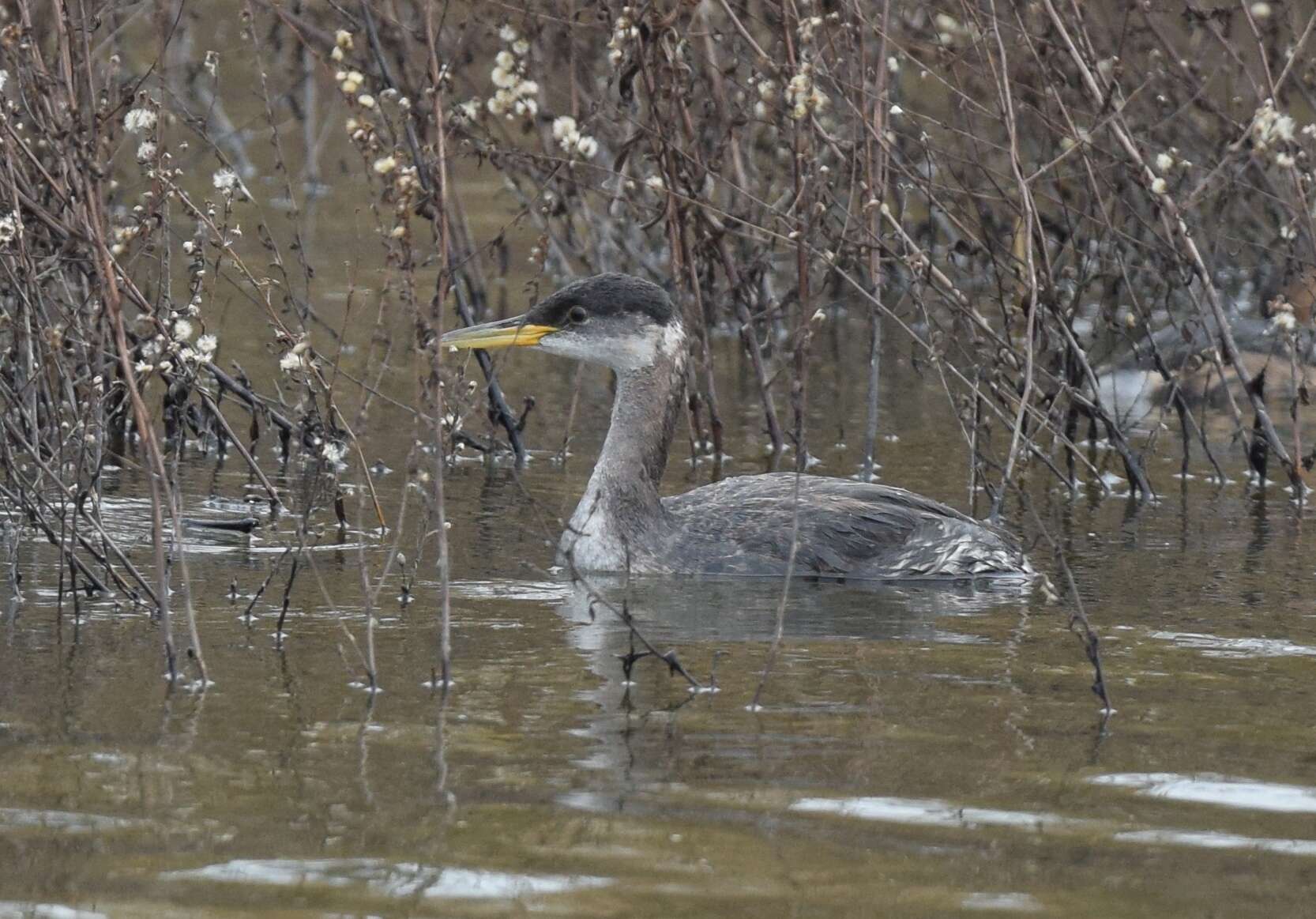 Plancia ëd Podiceps grisegena (Boddaert 1783)