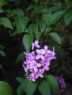 Image de Syringa chinensis Willd.