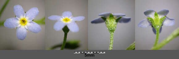 Image of Tufted Forget-Me-Not