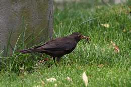 Image of Chinese Blackbird