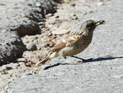 Image of Whinchat