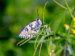 Imagem de Melanargia galathea Linnaeus 1758