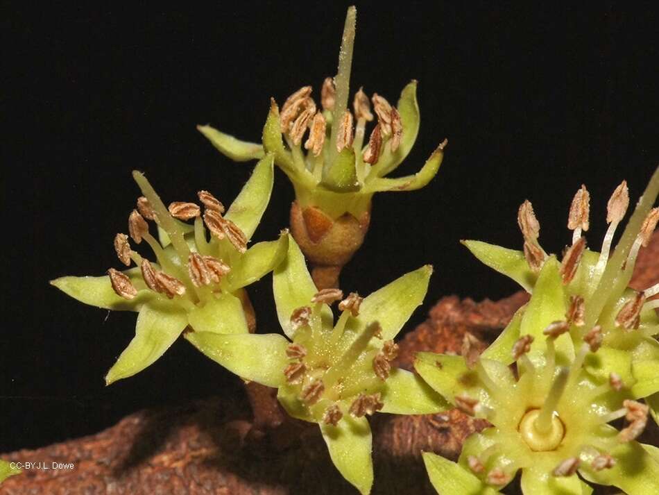 Image of Palaquium galactoxylum (F. Muell.) H. J. Lam