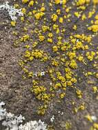 Image of eggyolk lichen