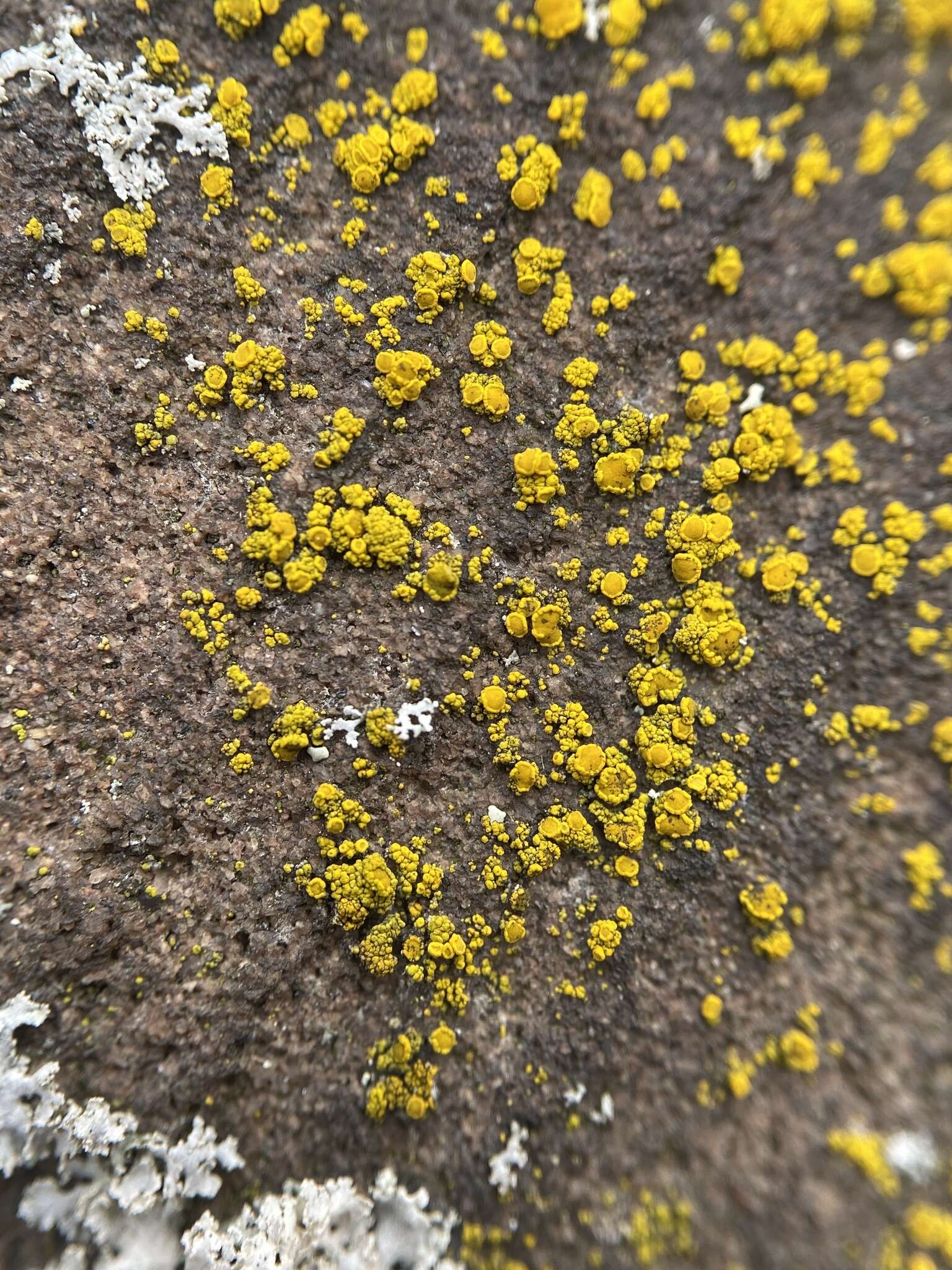 Image of eggyolk lichen