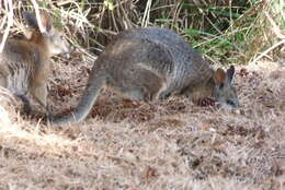 Image of Dama Wallaby