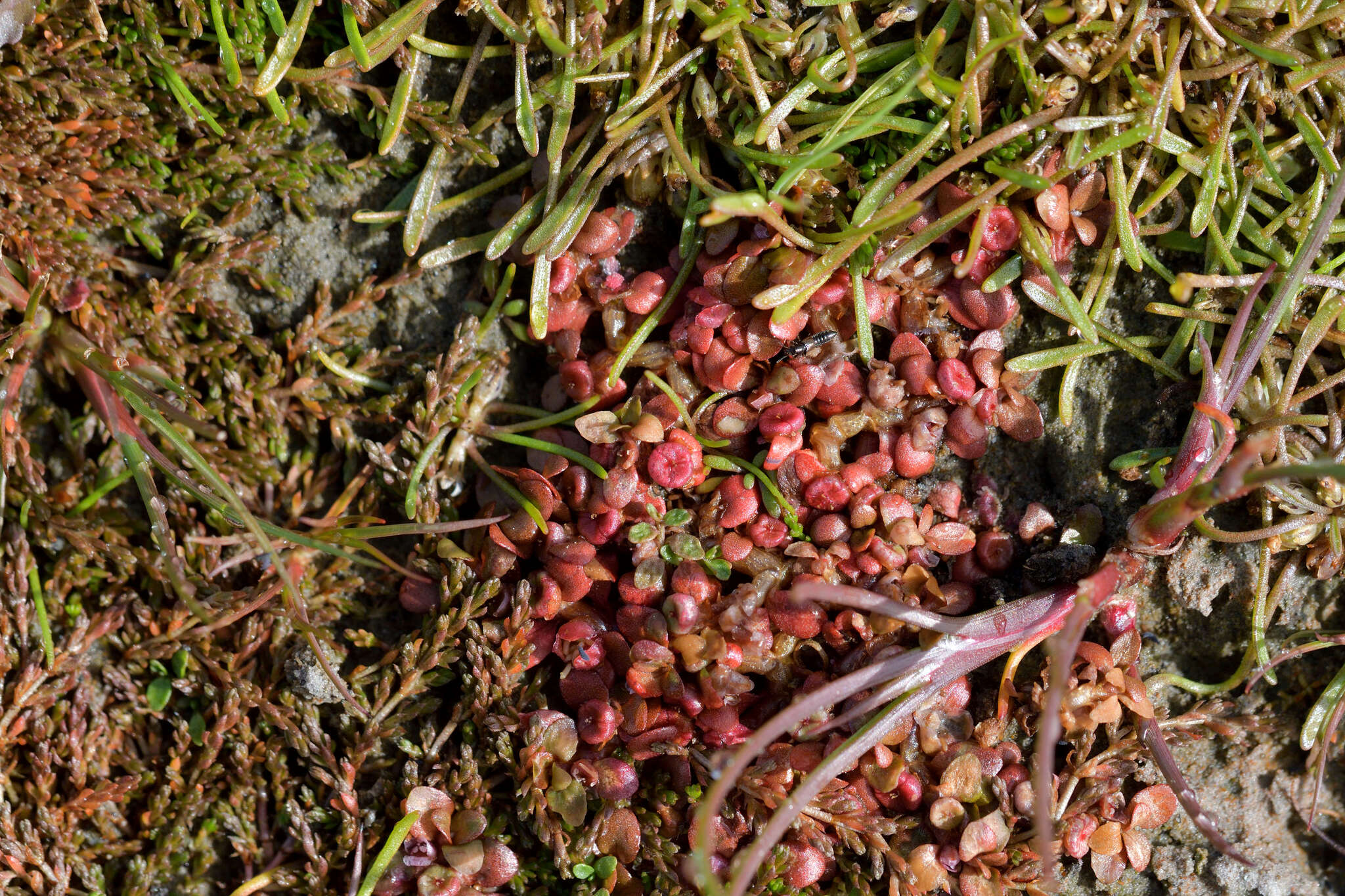 Image of Elatine gratioloides Cunn.