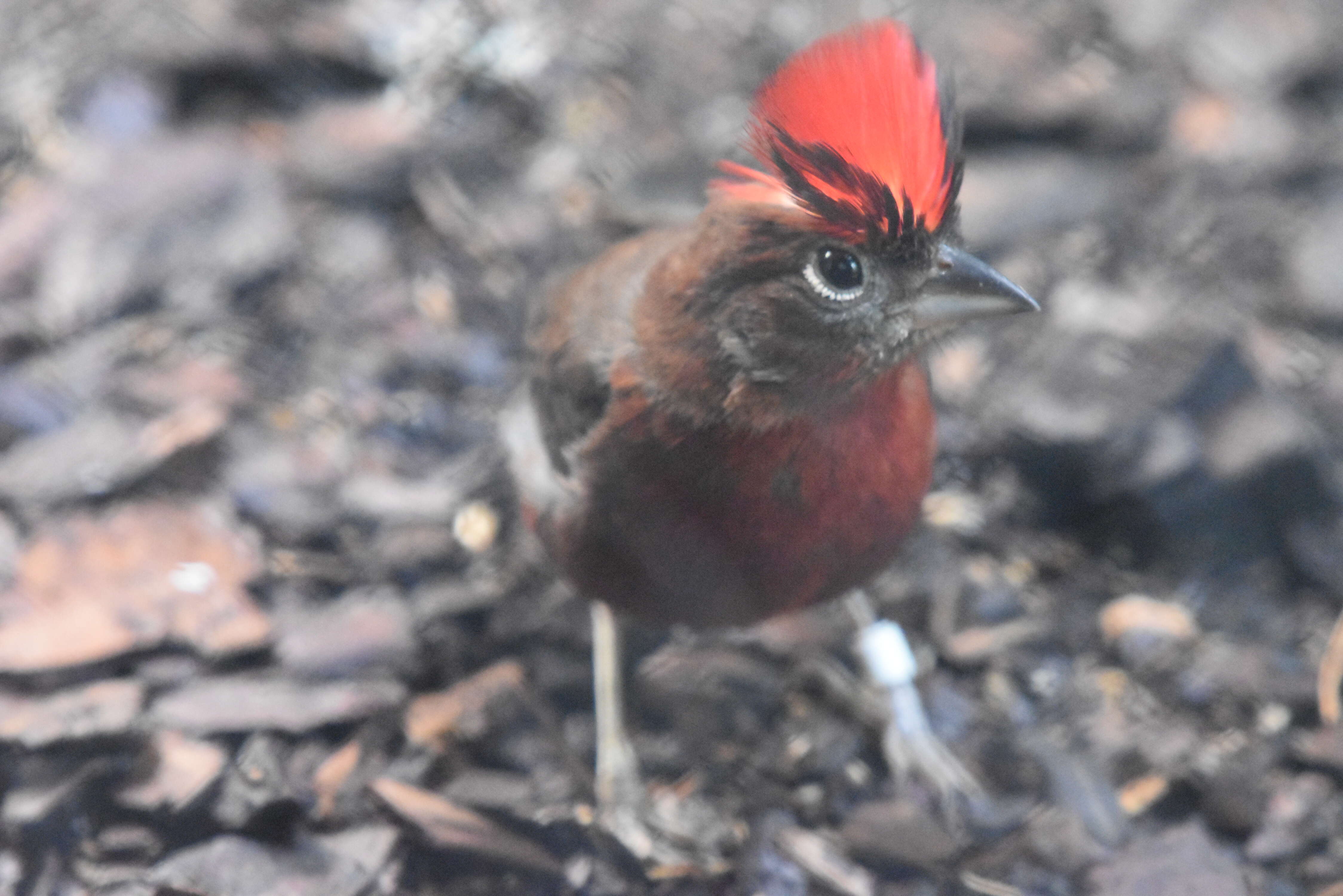 Image of Red Pileated Finch