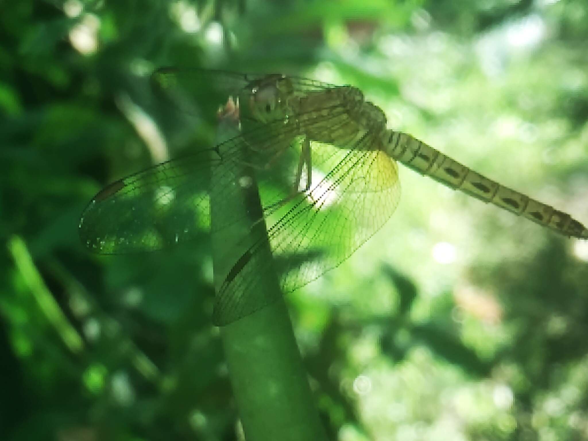 Image of Neurothemis terminata Ris 1911