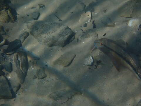 Image of Black-striped goatfish