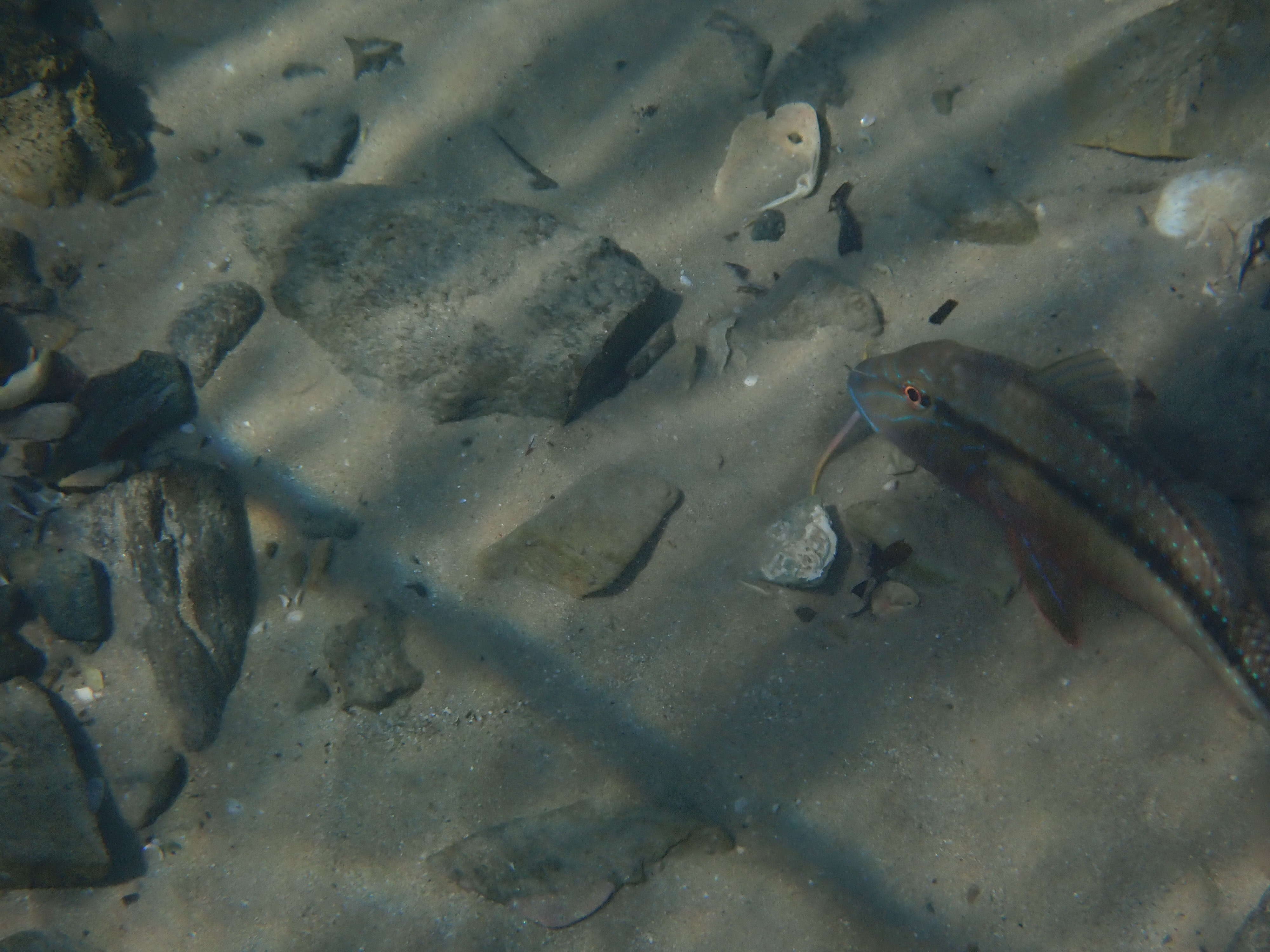Image of Black-striped goatfish