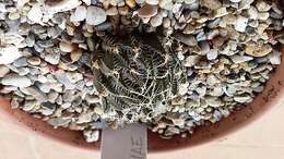 Haworthia nortieri G. G. Sm. resmi