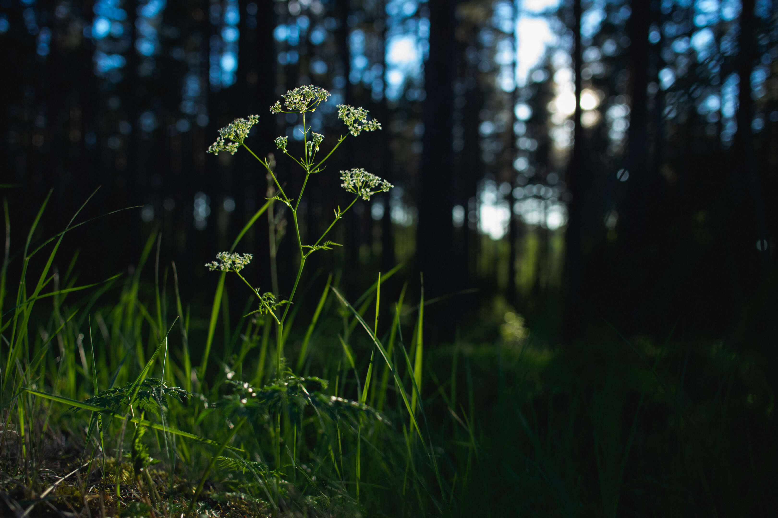 Imagem de Anthriscus sylvestris (L.) Hoffm.