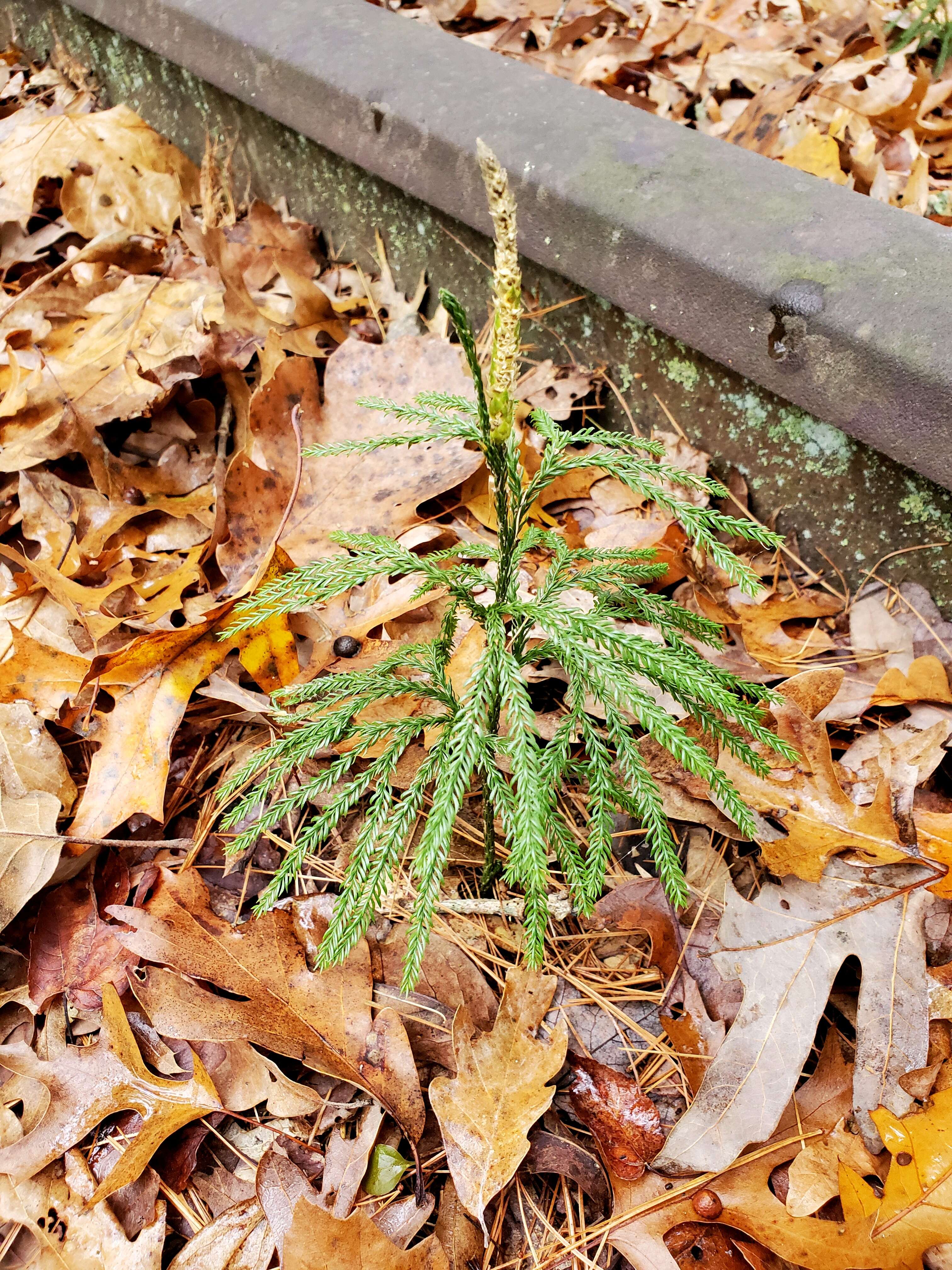 Image of clubmoss