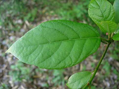 Image of Ficus erecta Thunb.