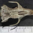 Image of Black-eared Oryzomys