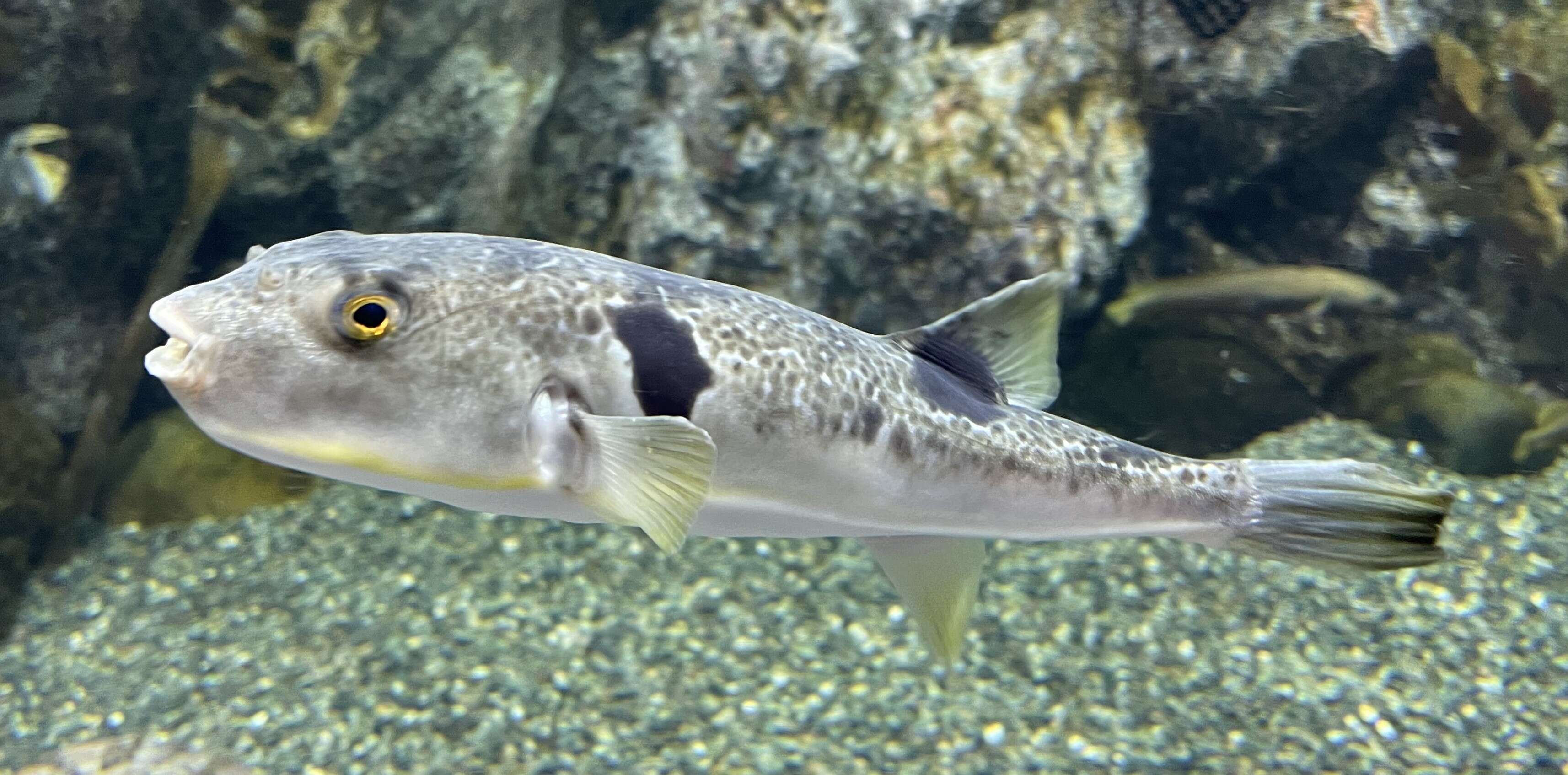 Image of Purple Puffer