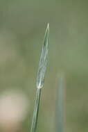 Plancia ëd Helictochloa pratensis (L.) Romero Zarco