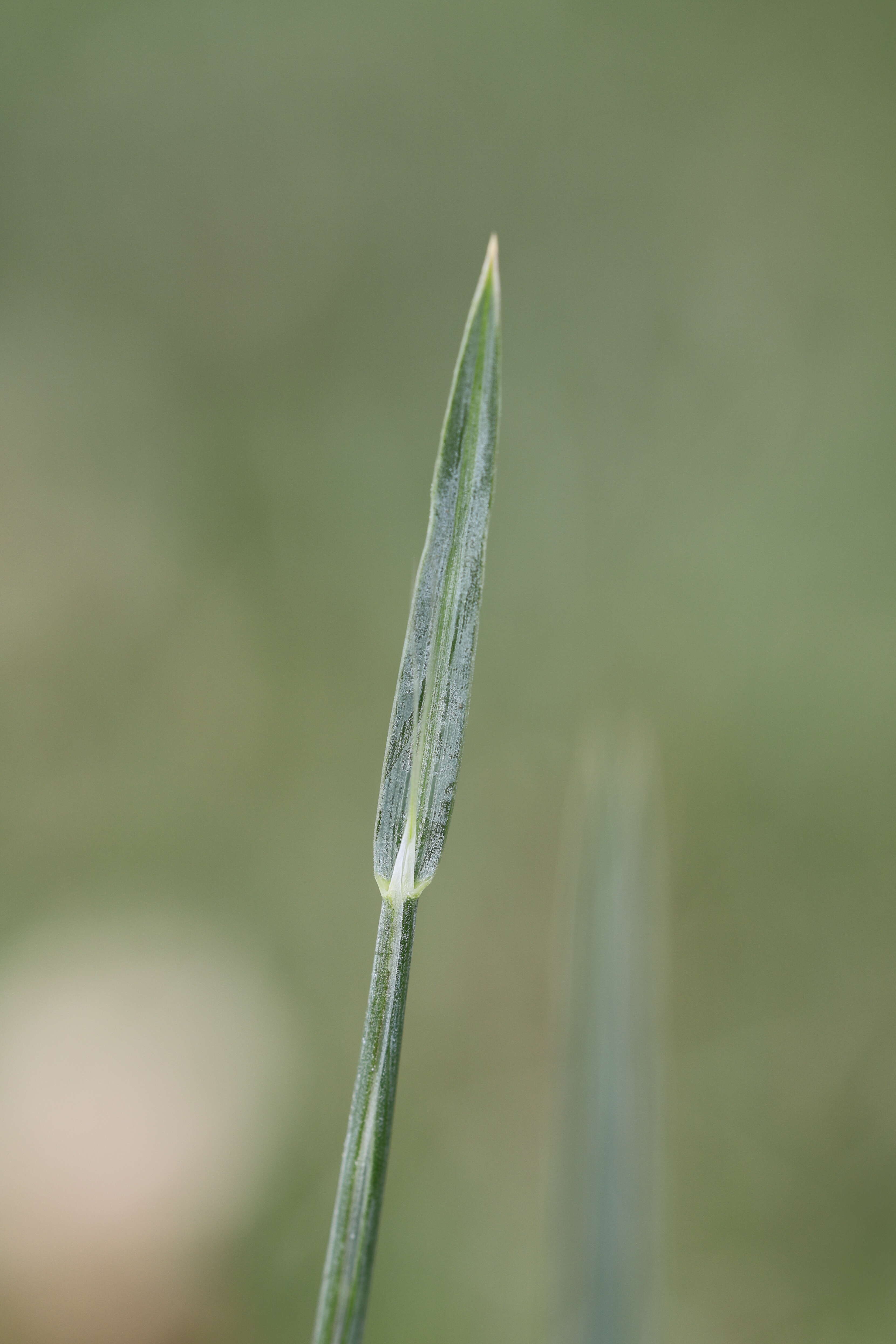 Plancia ëd Helictochloa pratensis (L.) Romero Zarco