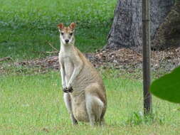 Image of Agile Wallaby