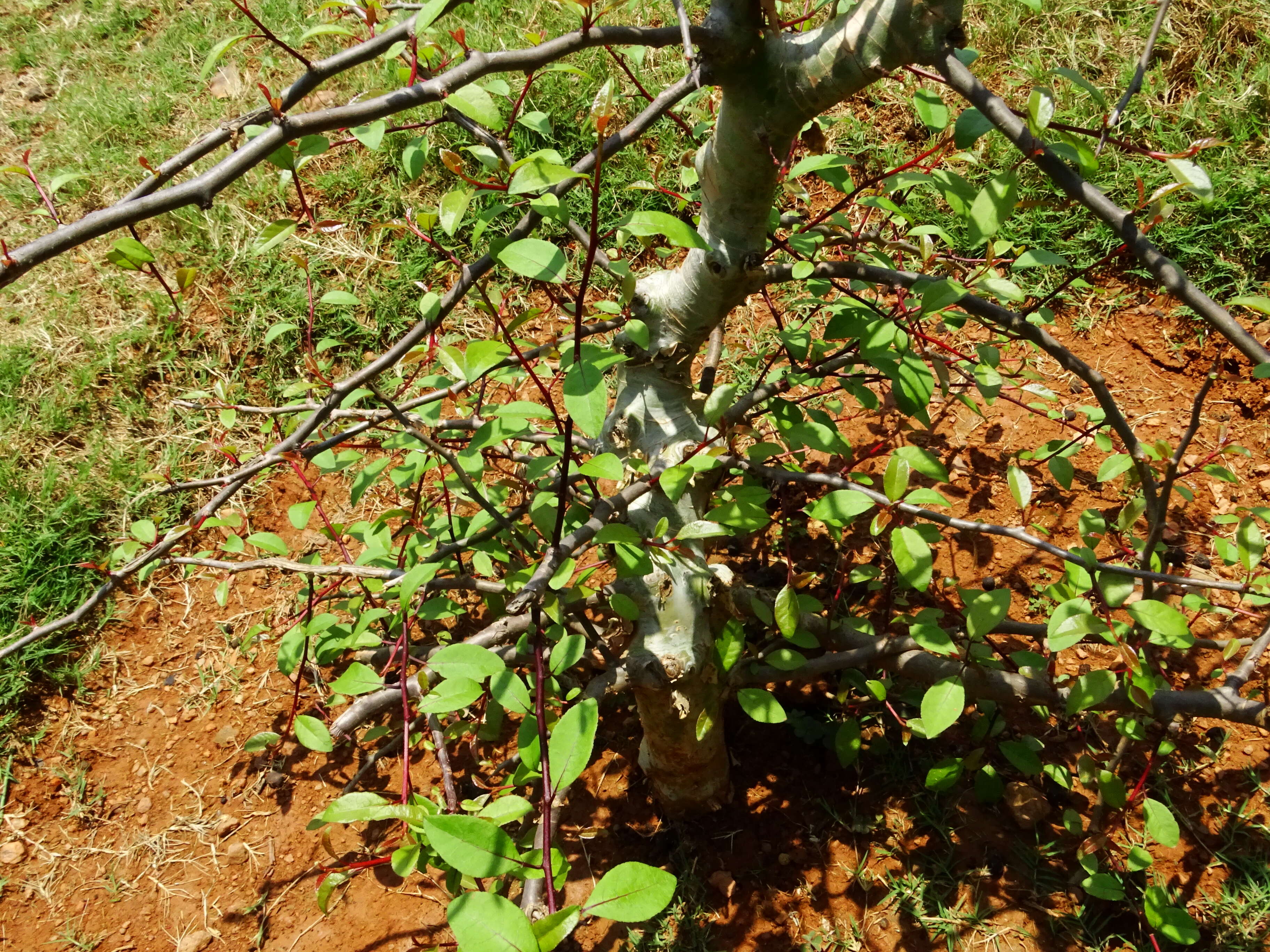 Sivun Commiphora grandifolia Engl. kuva