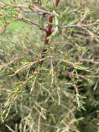 Image of Coprosma rugosa Cheeseman