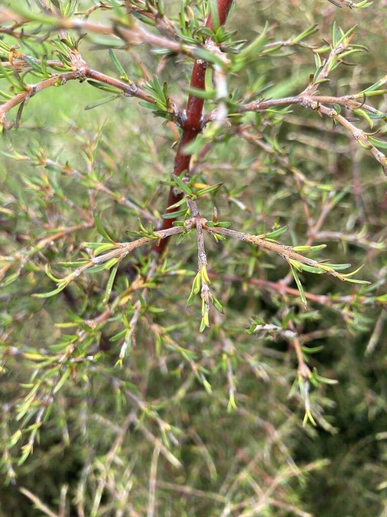 Imagem de Coprosma rugosa Cheeseman