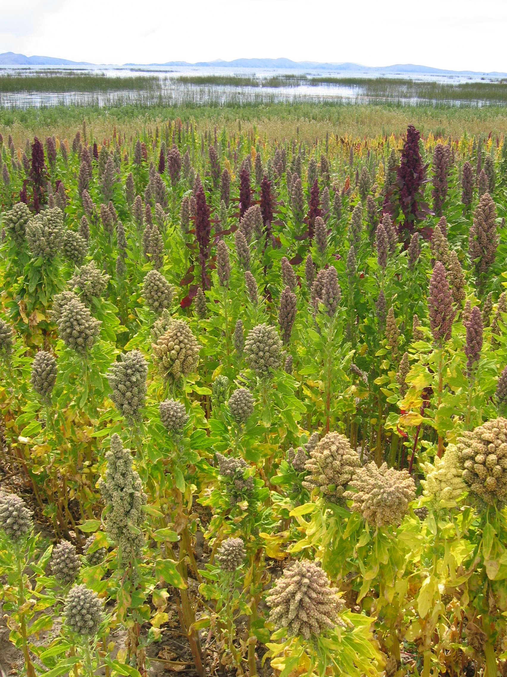 Image of quinoa