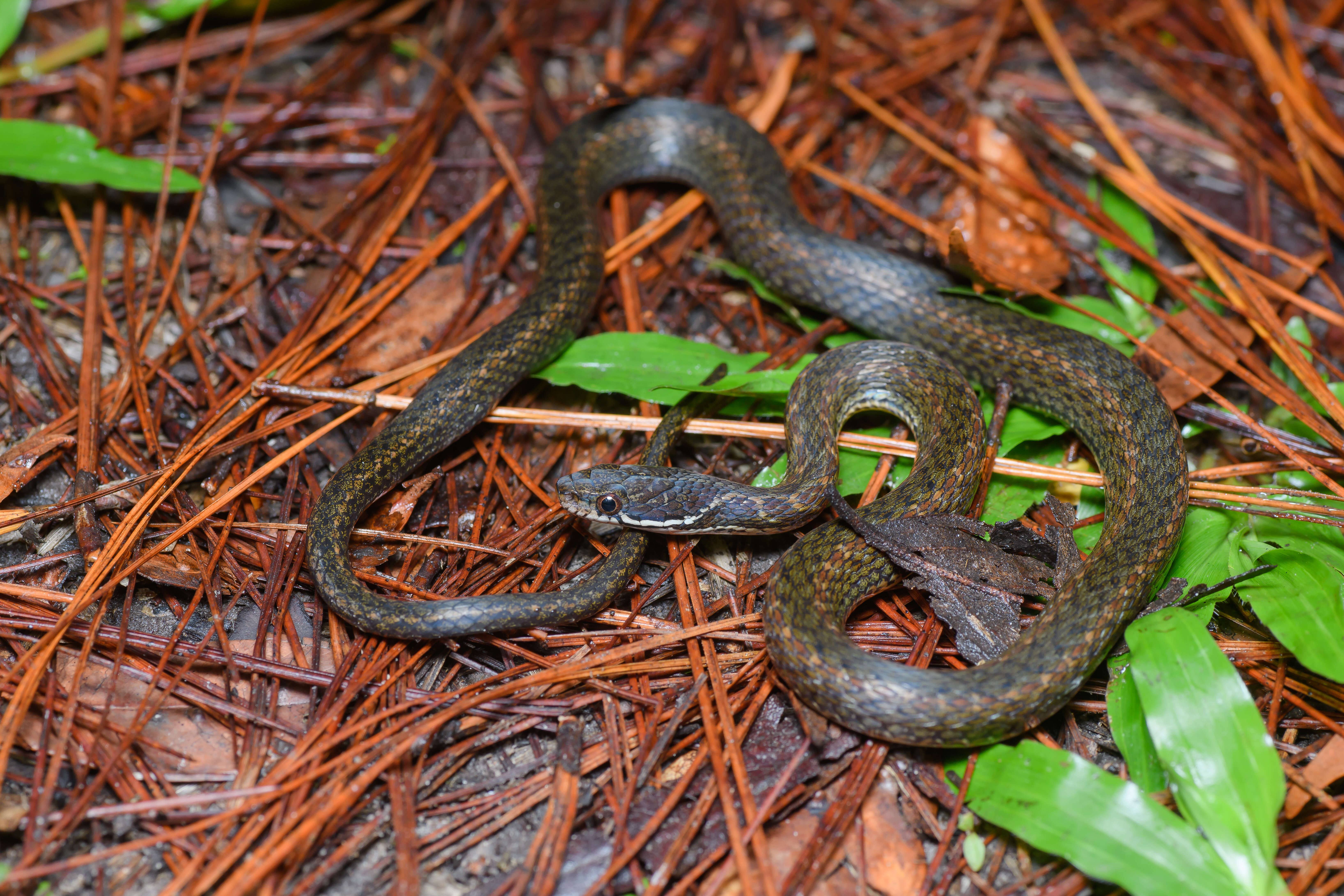 Слика од Hebius khasiensis