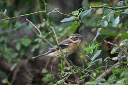 Image of Rose-breasted Grosbeak