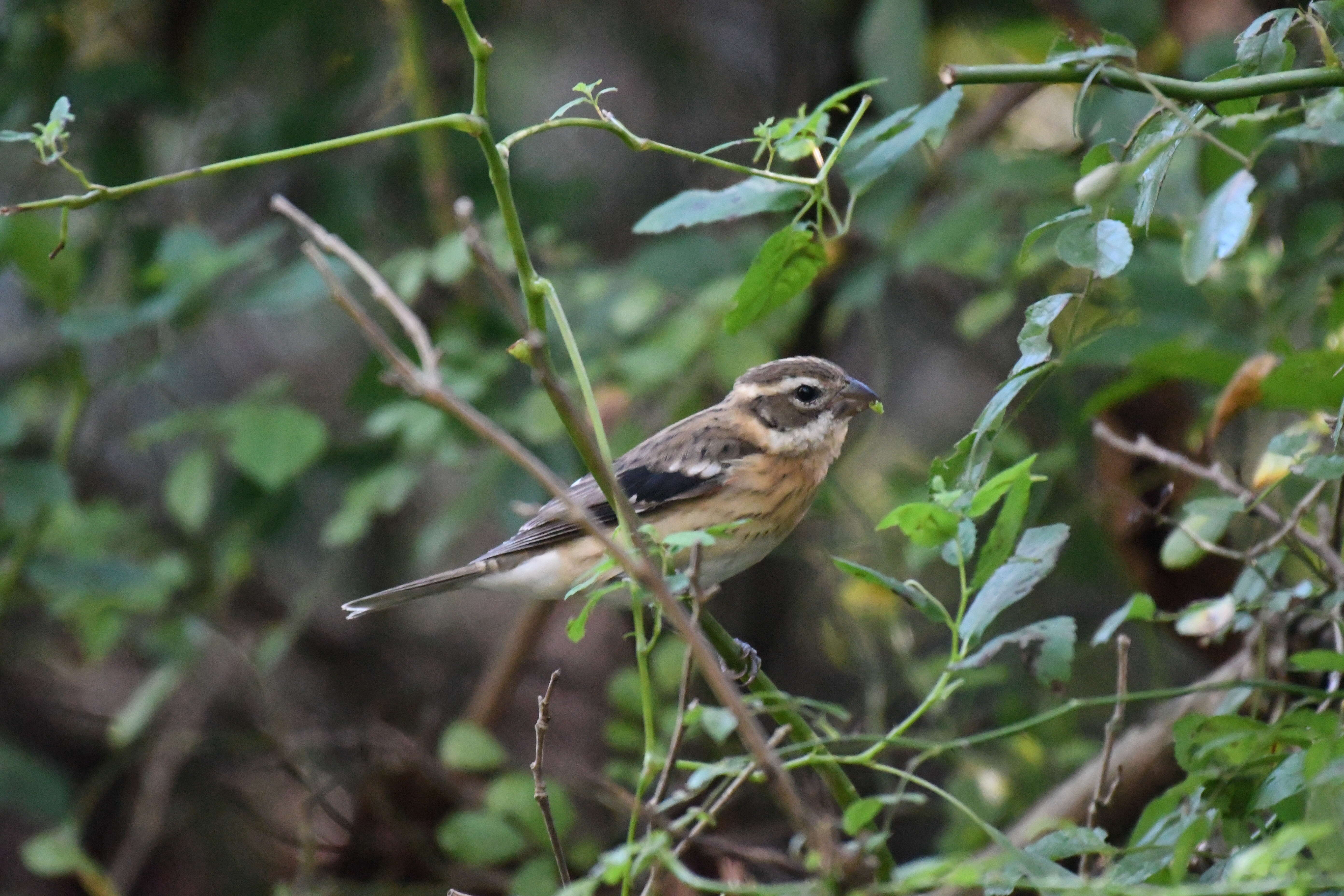 Image of Rose-breasted Grosbeak