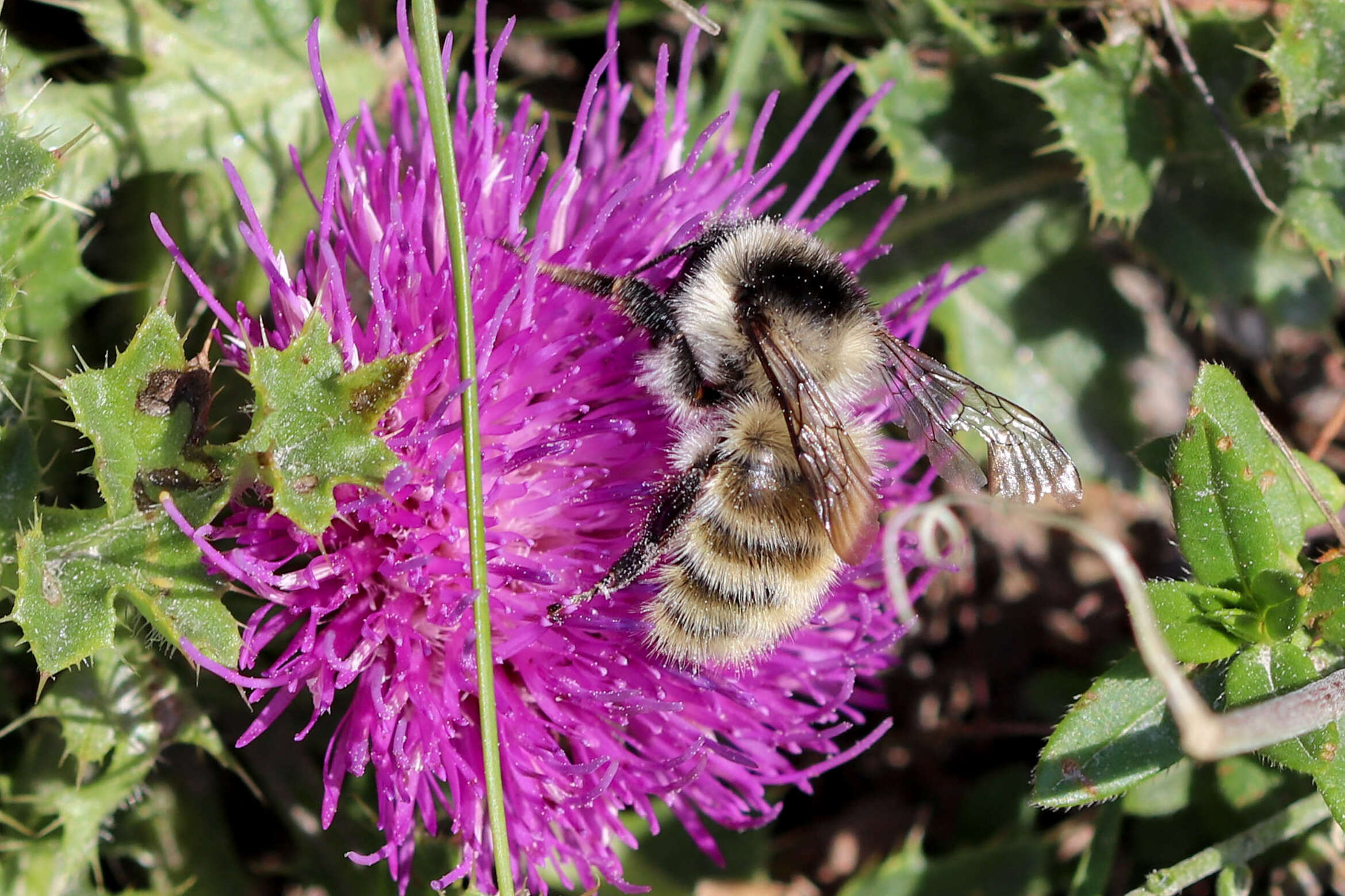 Image of Bombus mesomelas Gerstäcker 1869