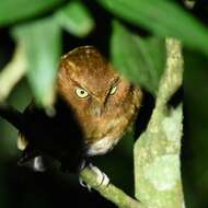 Image of Santa Marta Screech Owl