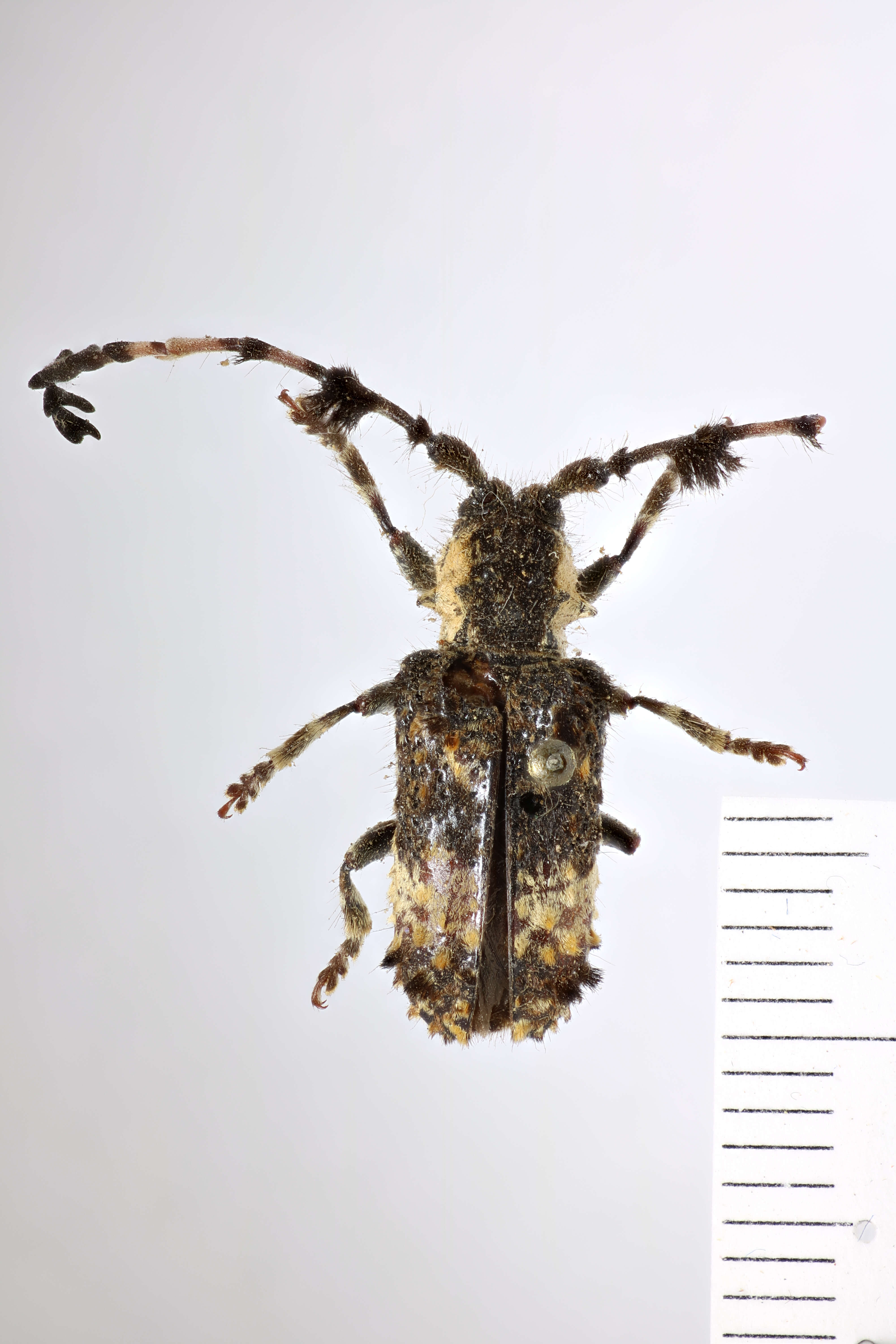 Image of Cloniocerus kraussii White 1855