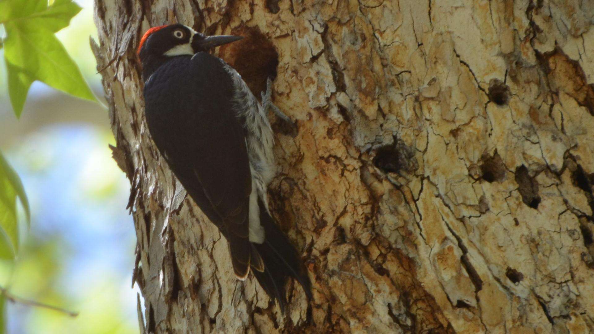 Image of Acorn Woodpecker