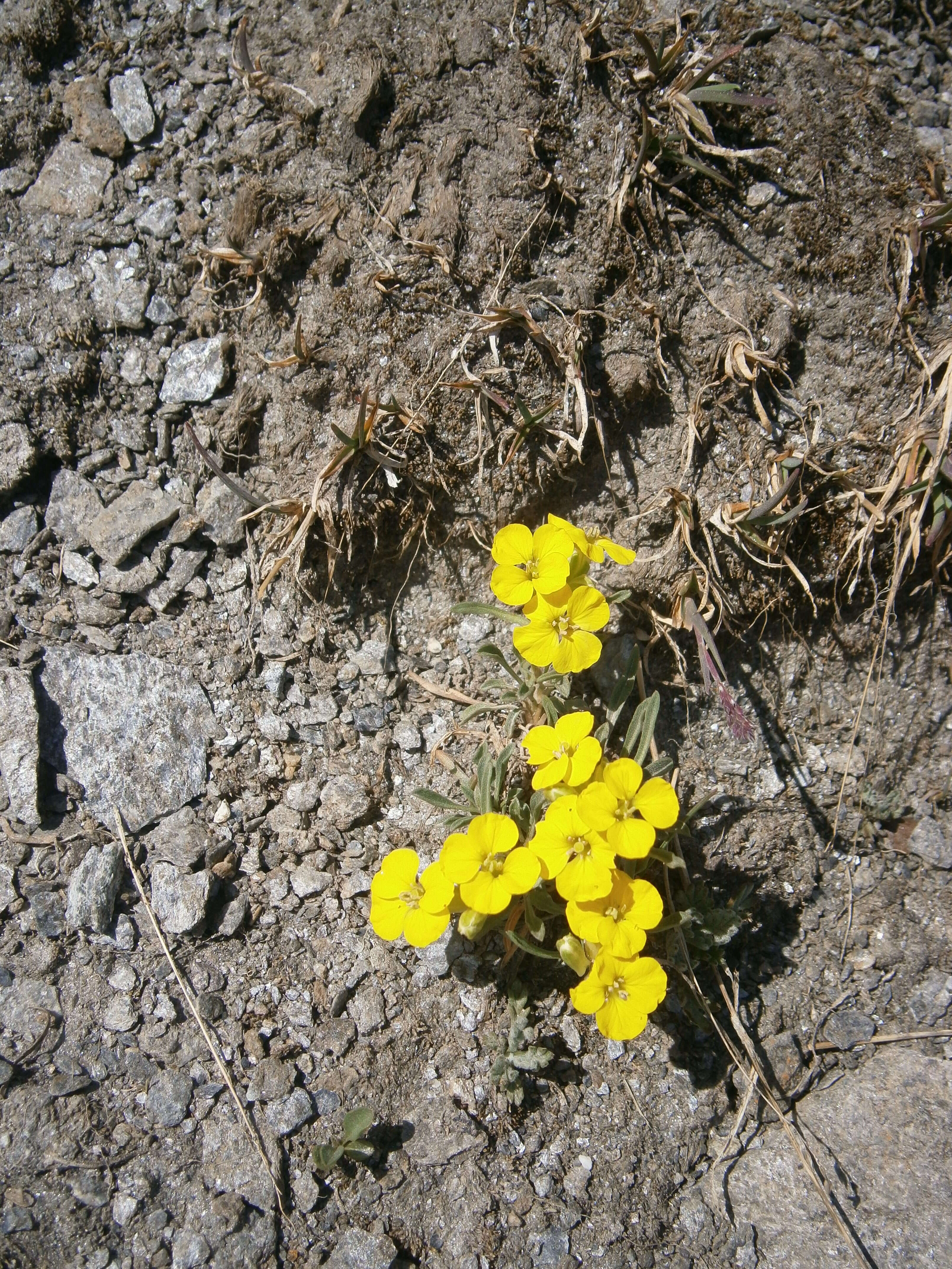 Image de Erysimum jugicola