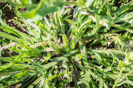 Image of field marigold