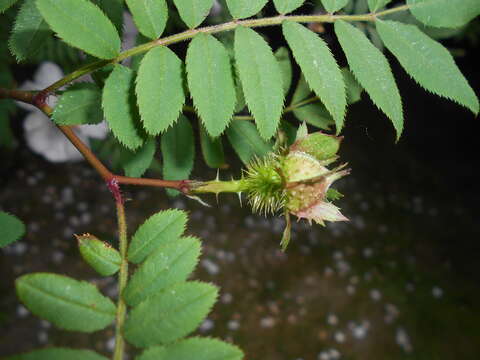 Image of chestnut rose