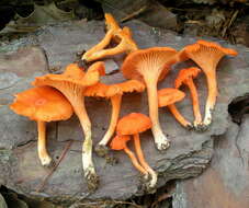 Image of Cantharellus texensis Buyck & V. Hofst. 2011