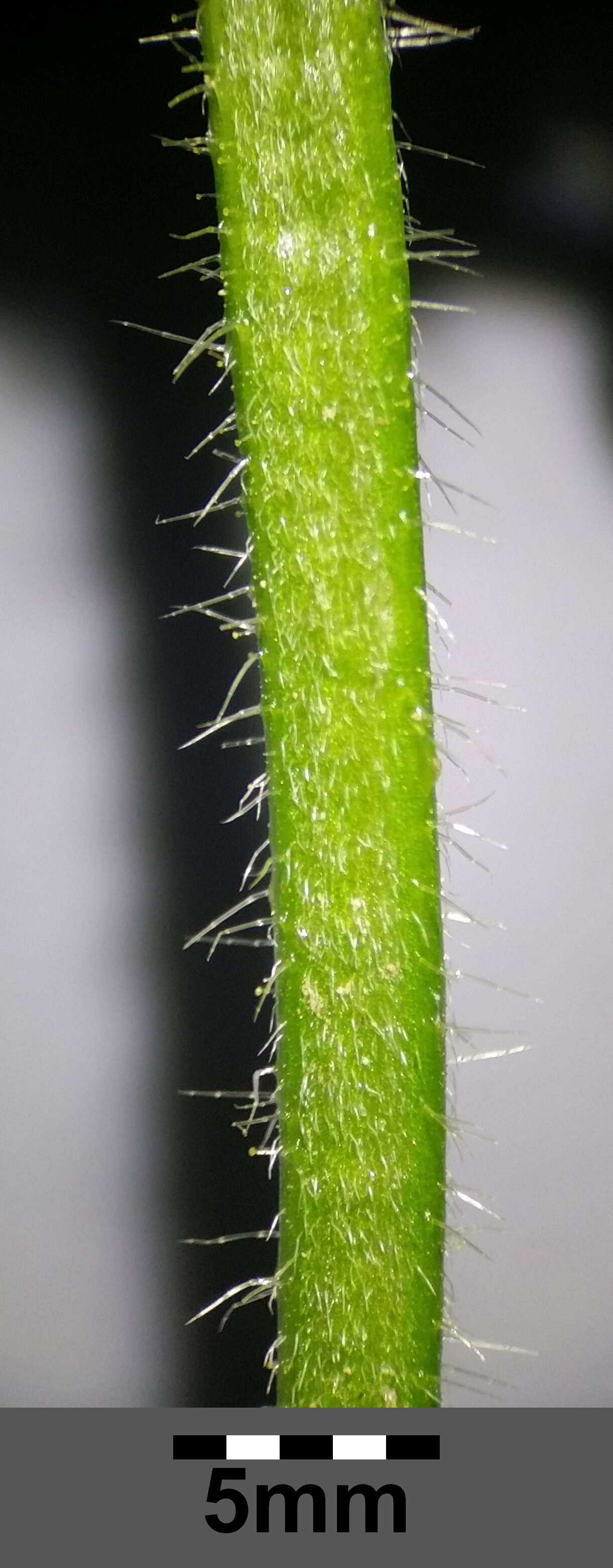 Image of lesser hemp-nettle