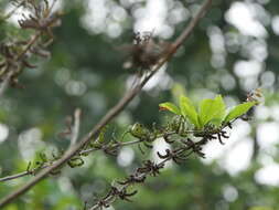 Image of Dendrolobium triangulare (Retz.) Schindl.