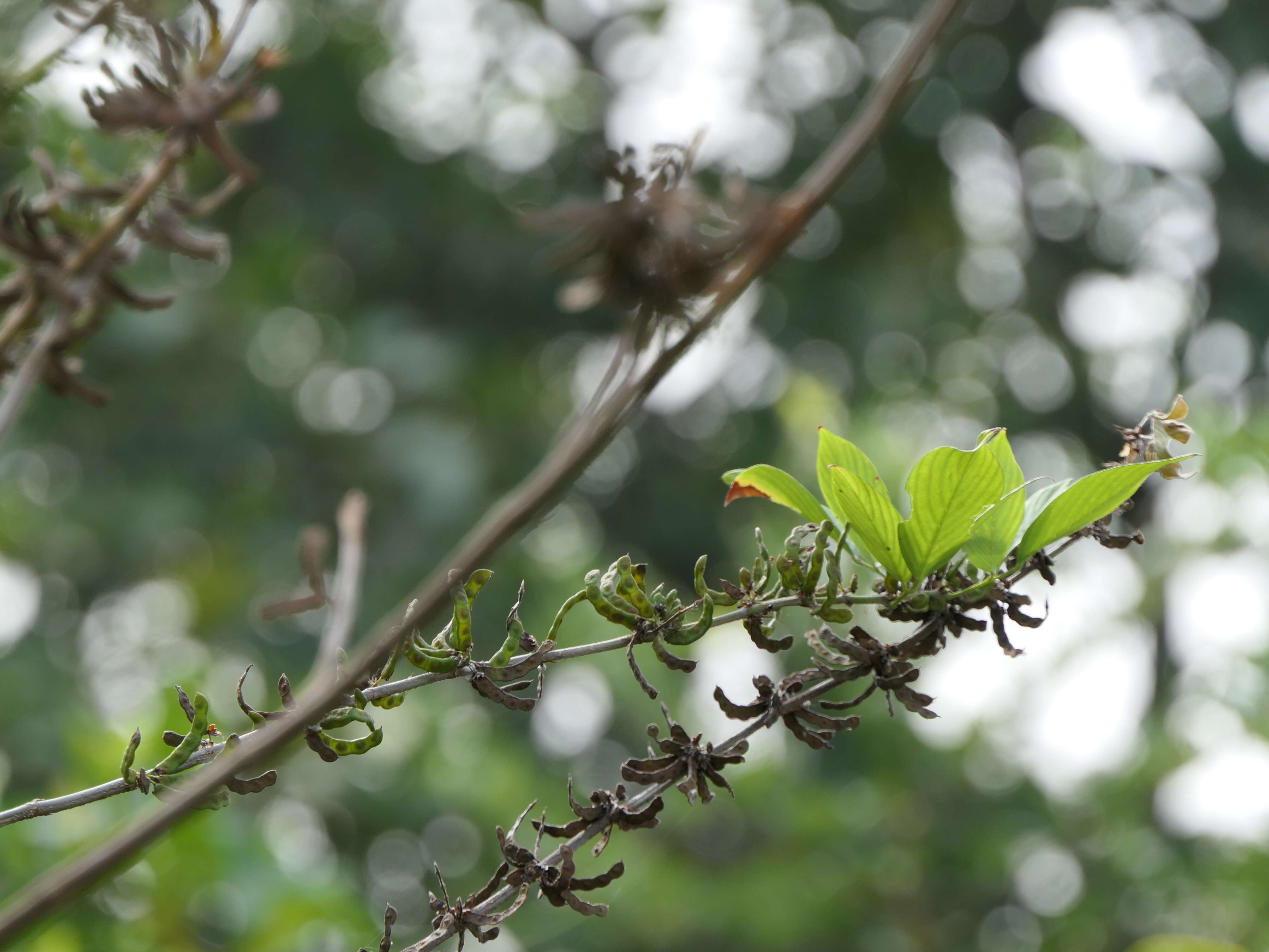 Image of Dendrolobium triangulare (Retz.) Schindl.