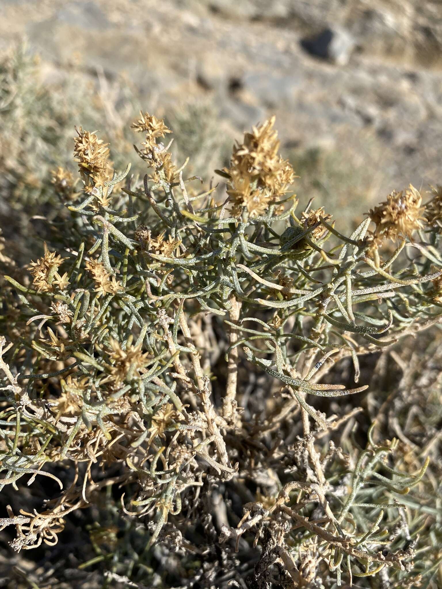 Ericameria teretifolia (Dur. & Hilg.) Jepson resmi