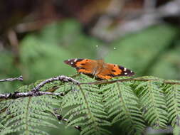 Image of Vanessa tameamea