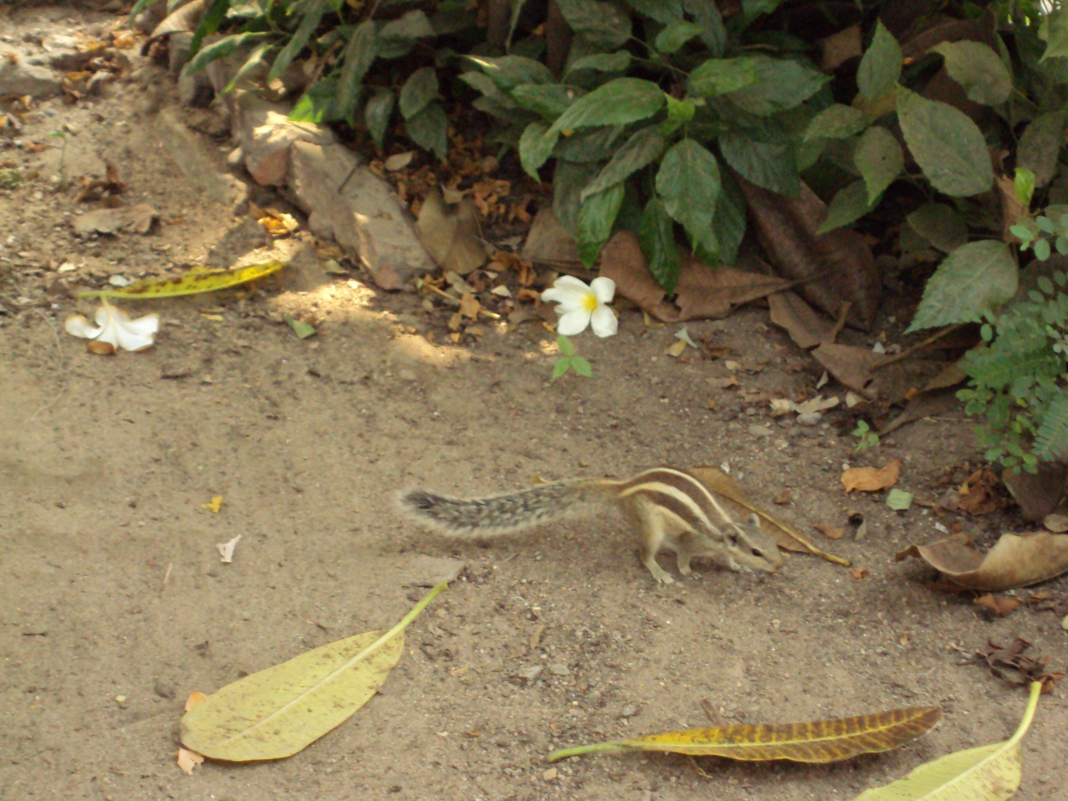 Image of Funambulus subgen. Prasadsciurus Moore & Tate 1965