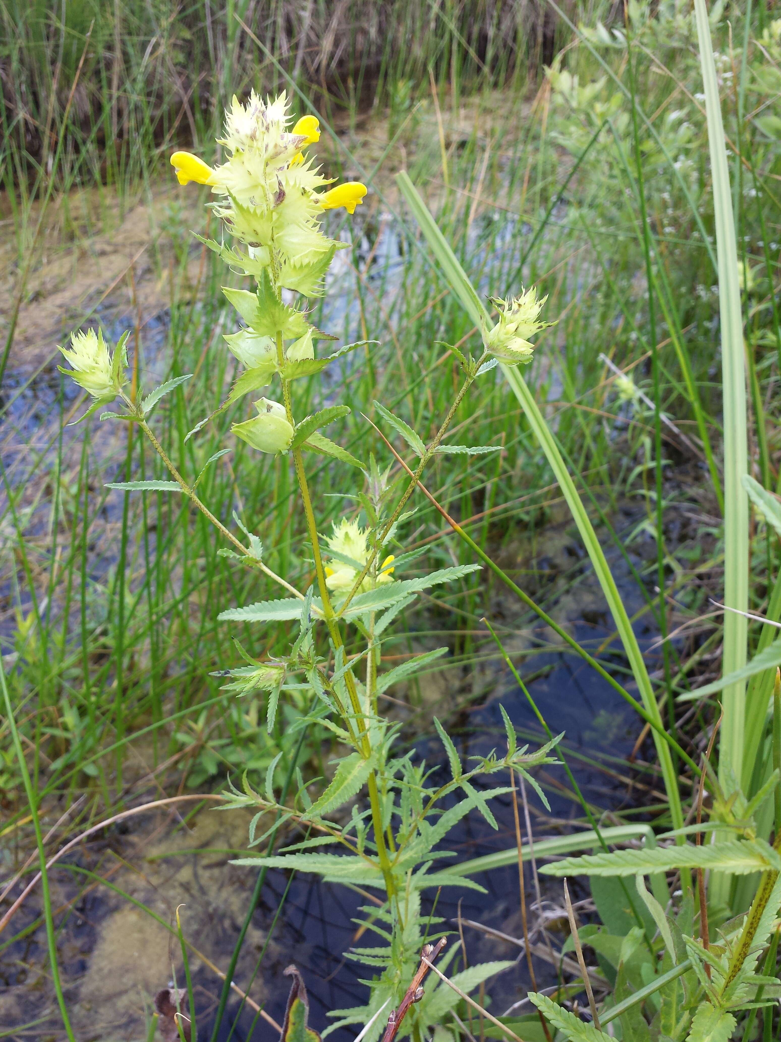 Image of late-flowering yellow rattle