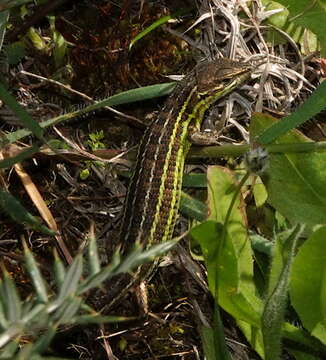 Plancia ëd Psammodromus occidentalis Fitze, Gonzalez-jimena, San-jose, San Mauro & Zardoya 2012